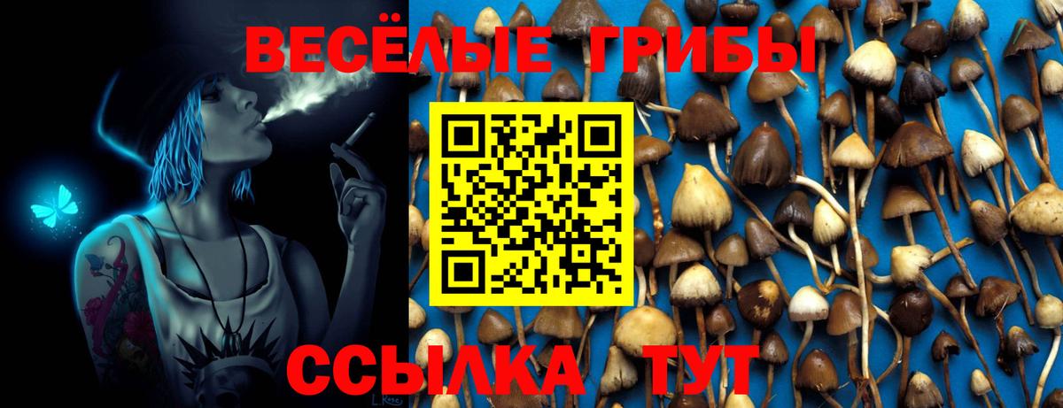 Псилоцибиновые грибы Cubensis Урус-Мартан